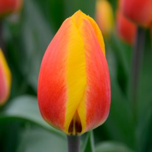 Tulipe Simple Hâtive Flair
