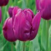 Tulipe Simple Hâtive Purple Prince