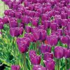 Tulipe Simple Hâtive Purple Prince