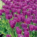 Tulipe Simple Hâtive Purple Prince – Production française