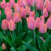 Tulipe Simple Hâtive Salmon Prince