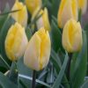Tulipe Simple Hâtive Sunny Prince