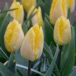 Tulipe Simple Hâtive Sunny Prince