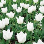 Tulipe Simple Hâtive White Marvel