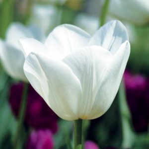 Tulipe Simple Hâtive White Marvel