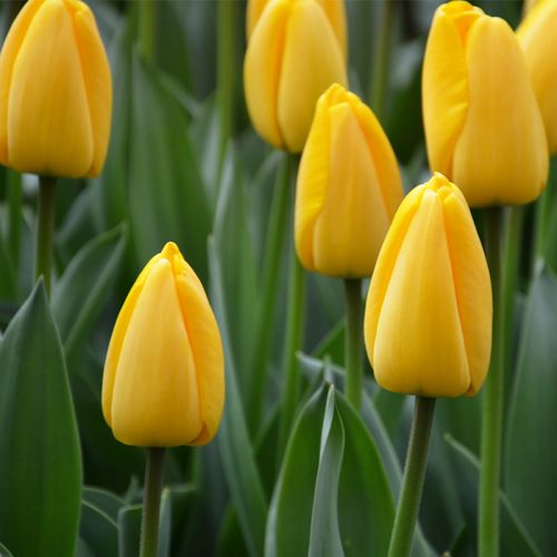 Tulipe Simple Tardive Big Smile