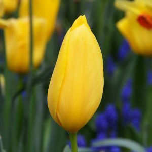 Tulipe Simple Tardive Big Smile