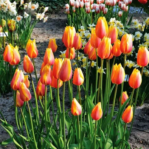 Tulipe Simple Tardive Blushing Lady