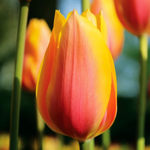 Tulipe Simple Tardive Blushing Lady