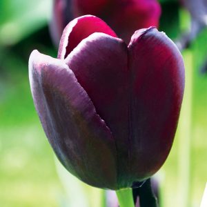 Tulipe Simple Tardive Café Noir