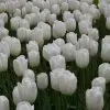 Tulipe Simple Tardive Clearwater