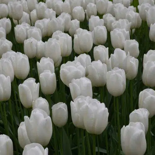 Tulipe Simple Tardive Clearwater