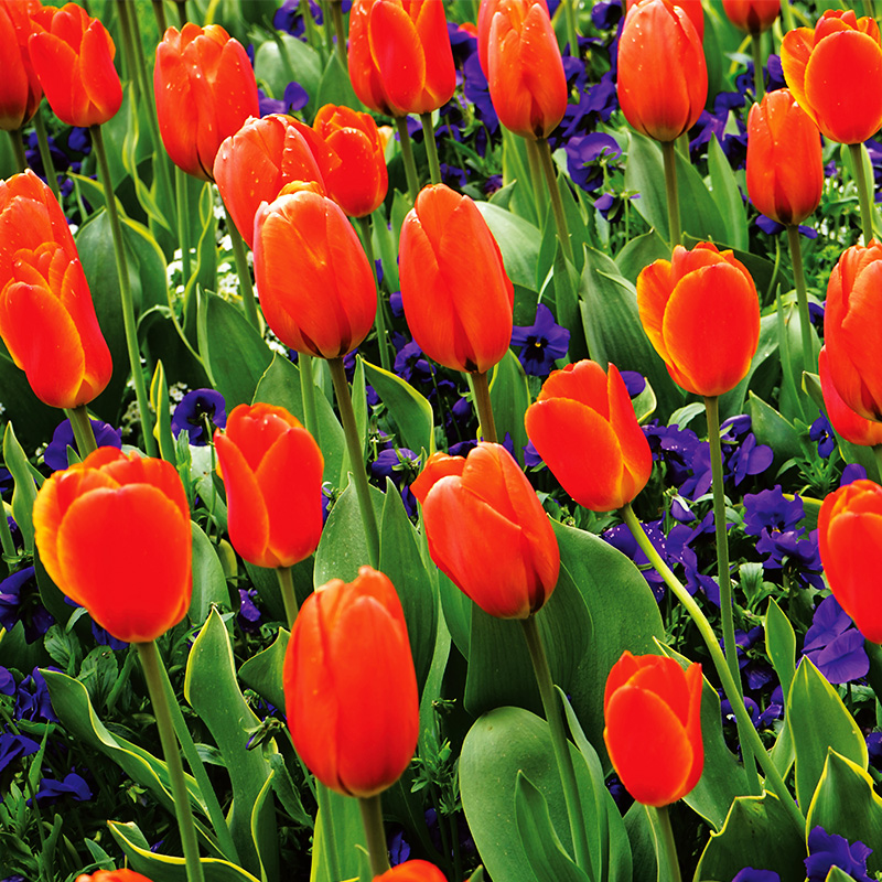 Tulipe Simple Tardive Dordogne