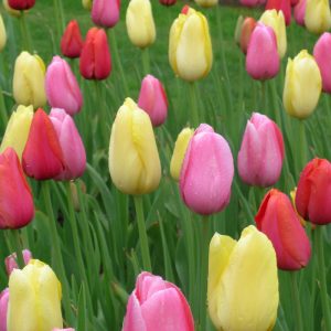 Tulipe Simple Tardive en mélange