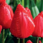 Tulipe Simple Tardive Kingsblood