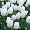 Tulipe Simple Tardive Maureen