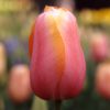 Tulipe Simple Tardive Menton