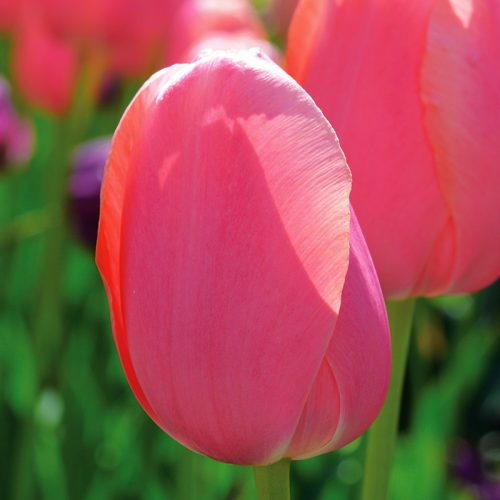 Tulipe Simple Tardive Menton