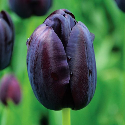 Tulipe Simple Tardive Reine de la Nuit