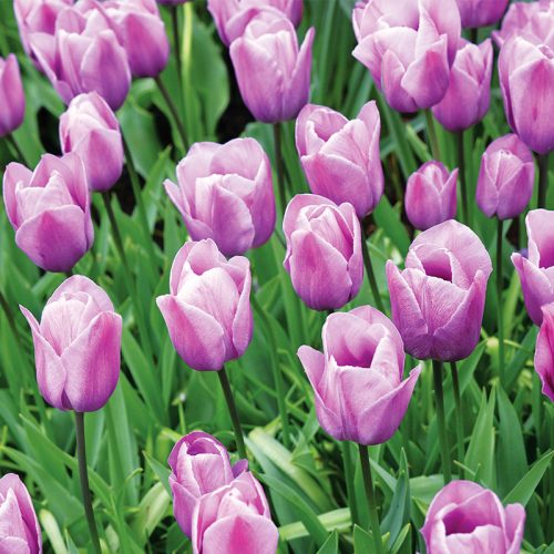 Tulipe Simple Tardive Violet Beauty