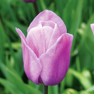 Tulipe Simple Tardive Violet Beauty