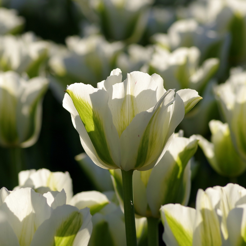 Tulipe Viridiflora Spring Green