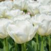 Tulipe Triomphe White Dream