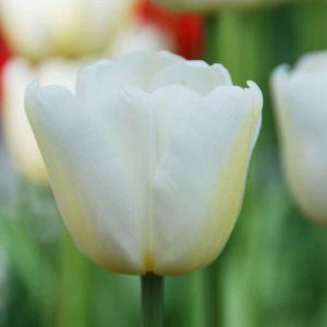 Tulipe Triomphe White Dream