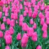 Tulipe Triomphe Barcelona