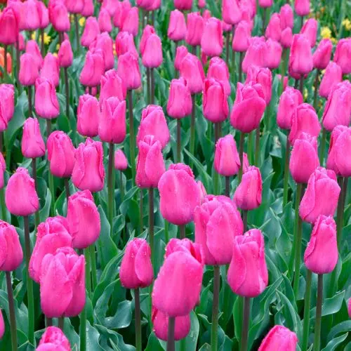 Tulipe Triomphe Barcelona