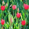 Tulipe Triomphe Bastogne