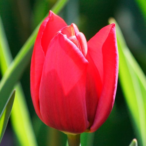 Tulipe Triomphe Bastogne