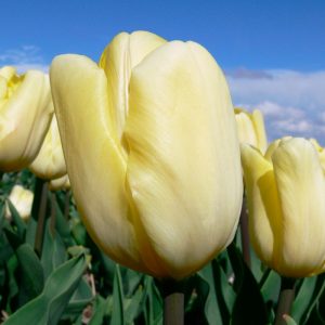 Tulipe Triomphe Cream Flag