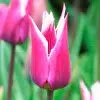 Tulipe Triomphe Dreaming Maid