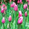 Tulipe Triomphe Dreaming Maid