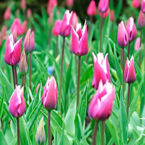 Tulipe Triomphe Dreaming Maid