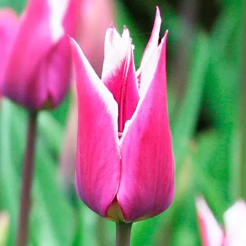 Tulipe Triomphe Dreaming Maid