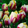 Tulipe Triomphe EL Cid