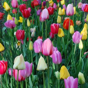 Tulipes Triomphes en mélange