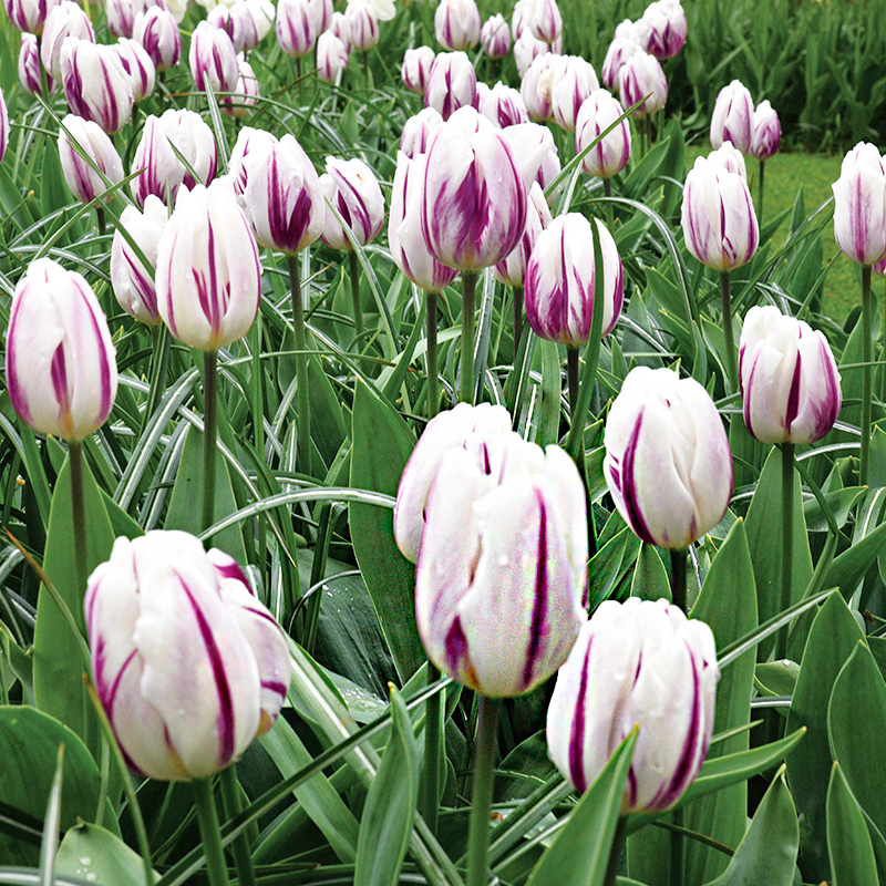 Tulipe Triomphe Flaming Flag