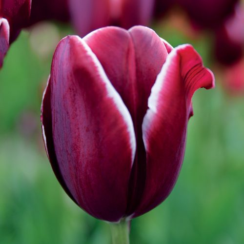 Tulipe Triomphe Fontainebleau