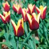 Tulipe Triomphe Gavota