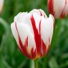 Tulipe Triomphe Happy Generation