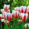 Tulipe Triomphe Happy Generation