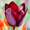 Tulipe Triomphe Havran