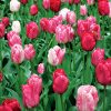 Tulipe Triomphe Hemisphère