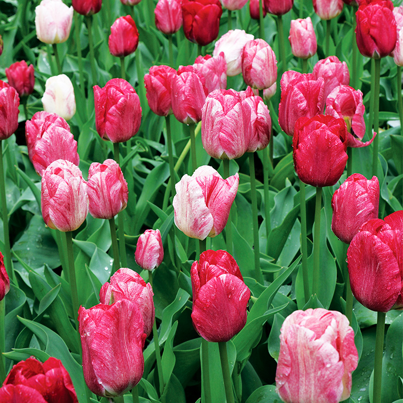 Tulipe Triomphe Hemisphère