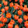 Tulipe Triomphe Hermitage