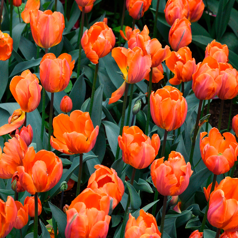 Tulipe Triomphe Hermitage