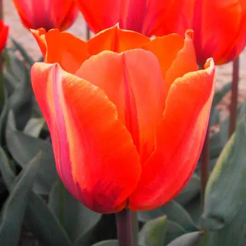 Tulipe Triomphe Hermitage